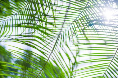 palmiye yaprakları arka plan