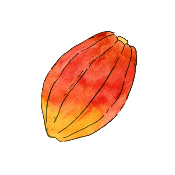 ココアのフルーツ水彩イラスト — ストック写真