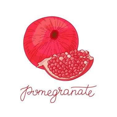 Nar meyve vektör çizim