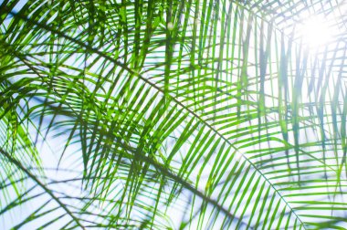 palmiye yaprakları arka plan