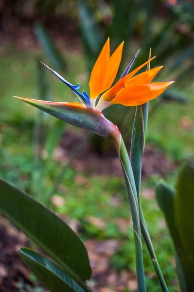 Pássaro da flor do paraíso, planta Strelitzia reginae — Fotografia de Stock