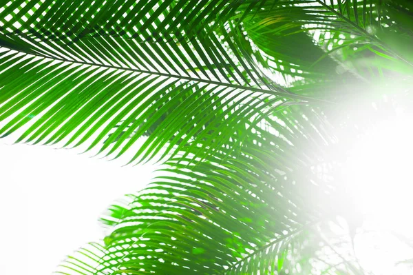 Пальмовые листья, красивое дерево, Вербное воскресенье — стоковое фото