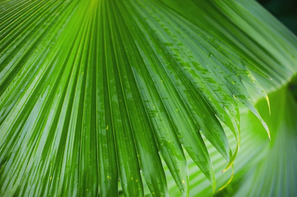 Palm leaves background, beautiful tree, Palm Sunday — Stock Photo, Image