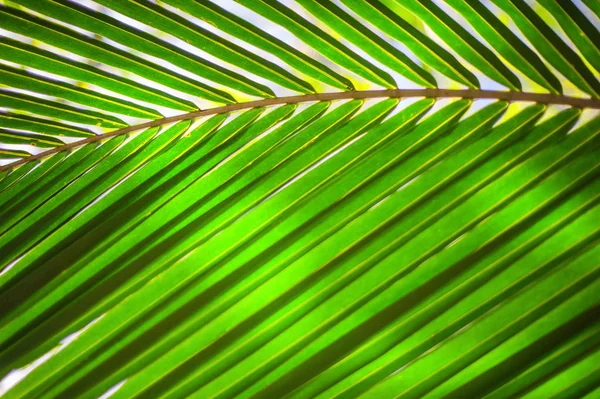 Текстура пальмового листа, растение на фоне природы — стоковое фото