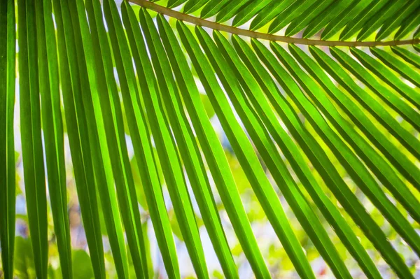 Текстура пальмового листа, растение на фоне природы — стоковое фото
