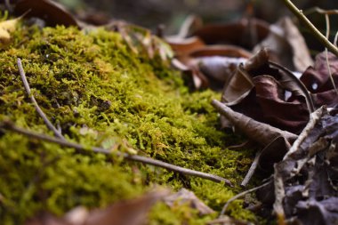 Ormandaki yolda bitki örtüsü