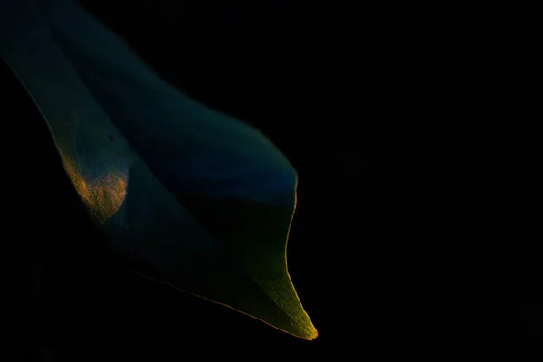 Feuilles Coucher Soleil Dans Forêt — Photo