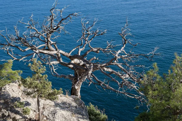 Kayanın üzerinde büyüyen ağaç