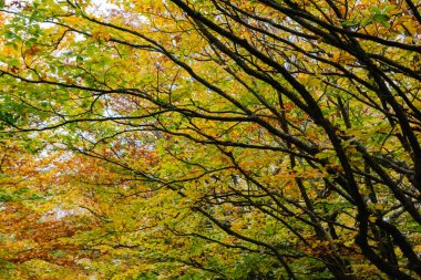 Ormandaki yaşlı ağaç