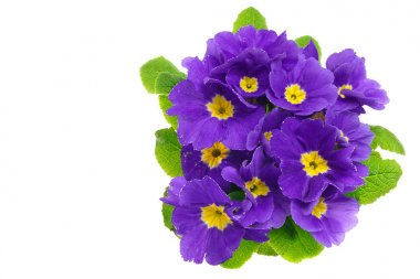  Güzel taze primula çiçekler