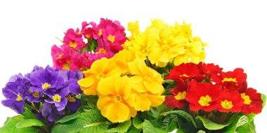  Güzel taze primula çiçekler