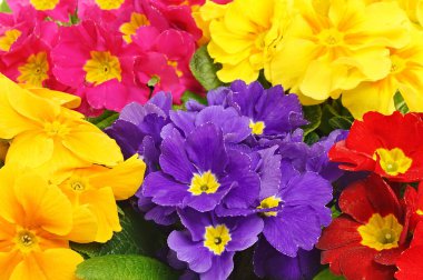  Güzel taze primula çiçekler