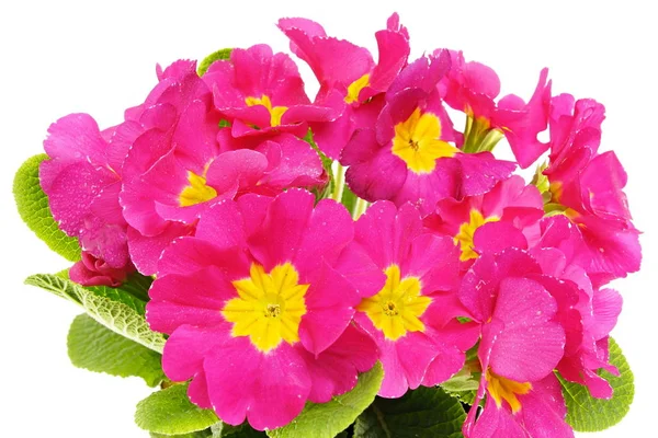 Vackra färska primula blommor — Stockfoto