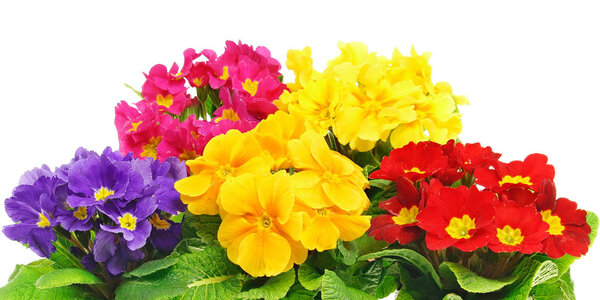  Beautiful fresh primula flowers