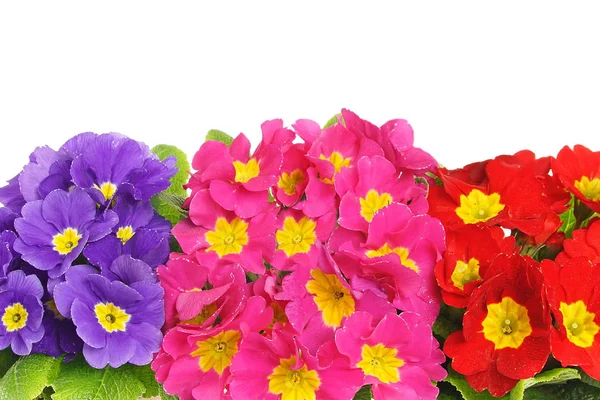 Beautiful fresh primula flowers — Stock Photo, Image
