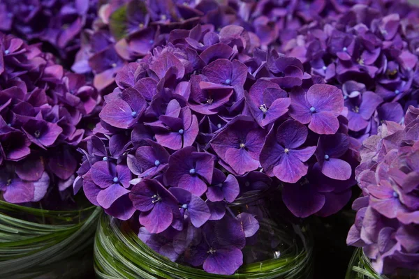 Violet hydrangea decoration