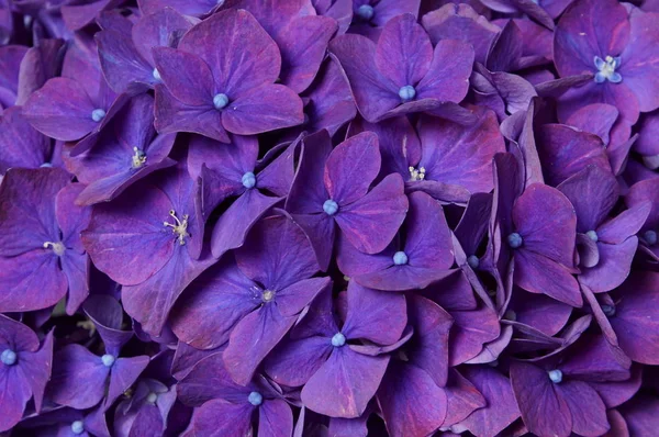 Menekşe ortanca yakın çekim