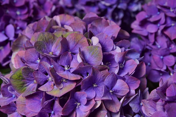 Violett hortensia blomma Royaltyfria Stockbilder