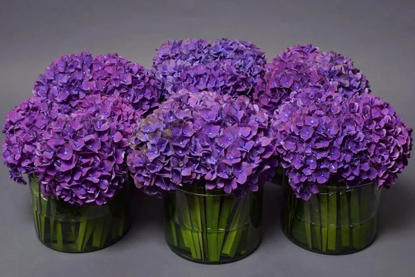 Krásný fialový květ hortenzie Royalty Free Stock Fotografie