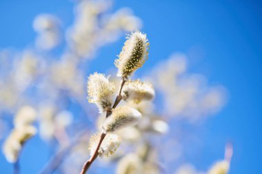Pussy willow branches background, close-up. Willow twigs with catkins on blue. Spring easter pussy willow branches on blue background.