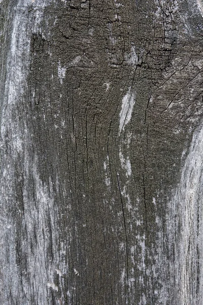 Vintage wood background texture with knots and nail holes. A lichen.