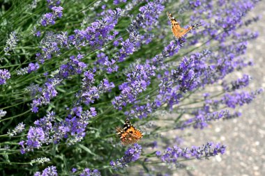 Çiçek açan lavantanın dallarında iki kelebek oturuyordu.. 