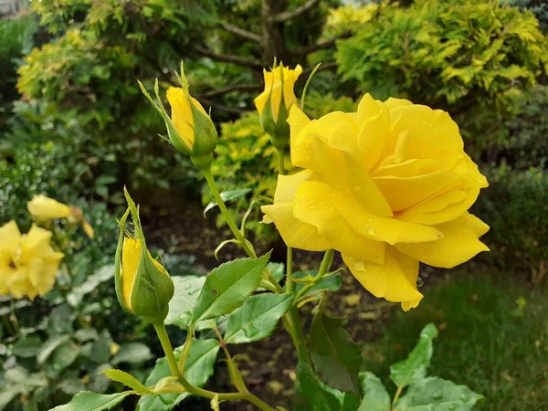 Rosa Amarilla Brotes Con Gotas Rocío Por Mañana Temprano Jardín — Foto de Stock