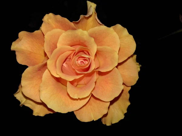 Rosa Amarilla Sobre Fondo Negro Vista Desde Arriba — Foto de Stock