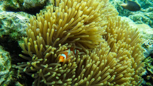 サンゴ礁のイソギンチャク — ストック写真