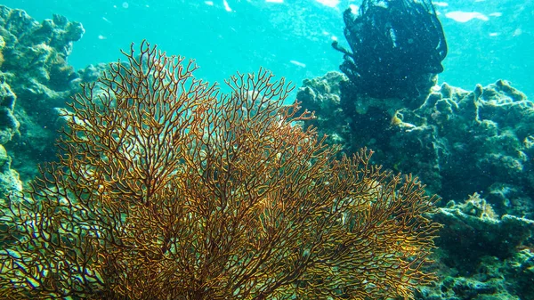 Recifes Coral Vermelho Mar Com Peixes — Fotografia de Stock