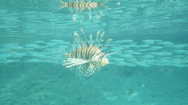 Scorpion Fish Blue Water Tropical Sea Its Reflection — Stock Photo, Image