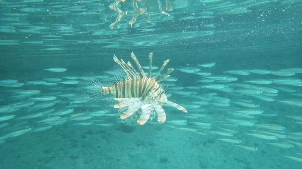 scorpion fish in blue water of a tropical sea