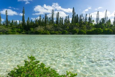 Çam adası manzarası, yeni kaledonya. Tipik araucaria çam ağaçları ormanı.