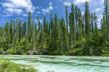 Araucaria Çam Ormanı. Yeni Kaledonya 'daki çam adası. Orman boyunca turkuaz nehri