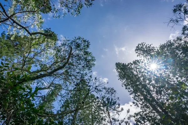 Olhar Para Floresta Araucária Ilha Pinheiros Árvores Típicas Céu Azul — Fotografia de Stock