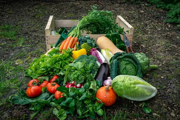 Verduras Orgánicas Frescas Coloridas Suelo Tomado Arriba — Foto de Stock