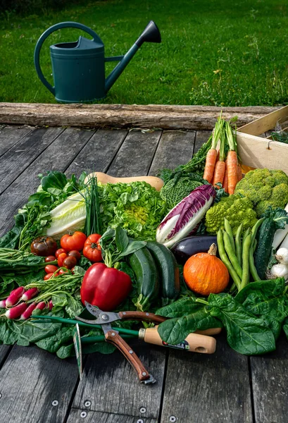 Čerstvá Barevná Organická Zelenina Dřevěné Podlaze Zelená Zavlažovací Plechovka Pozadí — Stock fotografie