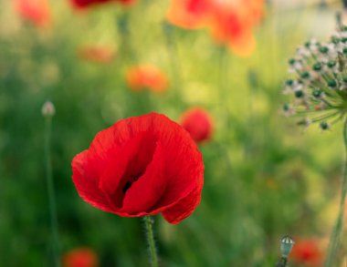 Yeşil arkaplandaki tek bir gelinciği kapat
