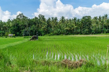 Endonezya, Bali 'deki pirinç tarlası. Tarlada bir Hindu tapınağı.