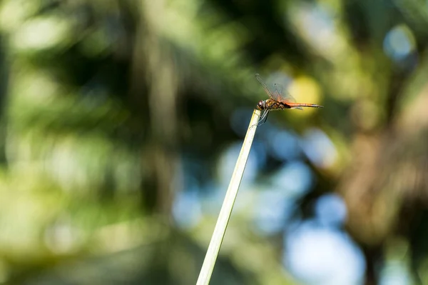 Großaufnahme Einer Libelle Auf Einem Zweig Mit Grünem Hintergrund — Stockfoto