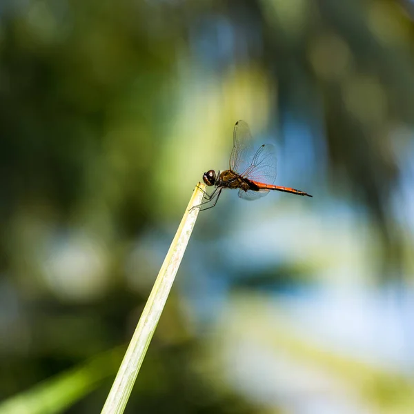 Großaufnahme Einer Libelle Auf Einem Zweig Mit Grünem Hintergrund — Stockfoto