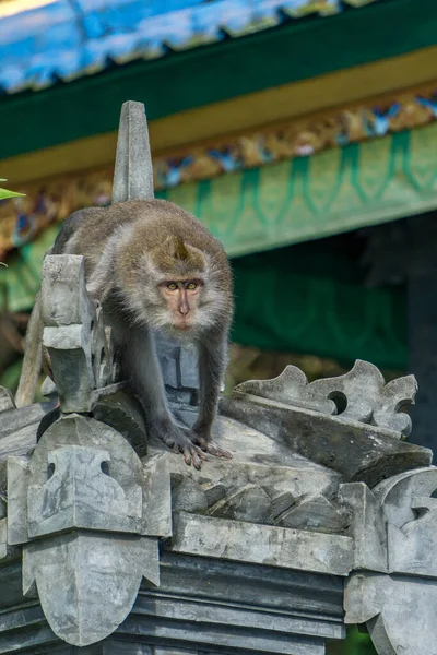 Μαϊμού Στην Οροφή Ενός Βαλινέζικου Ναού — Φωτογραφία Αρχείου