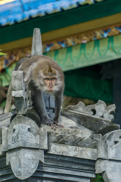 Aap Het Dak Van Een Balinese Tempel — Stockfoto