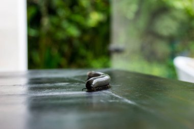 Masada yürüyen siyah sayısız hayvanın yakın çekimi. yeşil arkaplan