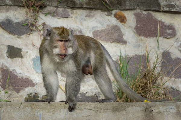 Scimmia Balinese Isolata Muro — Foto Stock