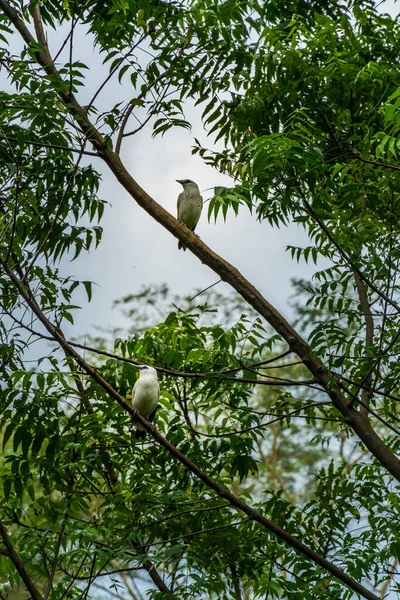 Balinese White Birds Tree Bali National Park — Stock Photo, Image