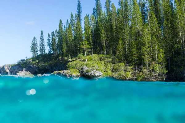 underwater limit. natural pool of Oro bay, isle of pines. araucaria pine trees