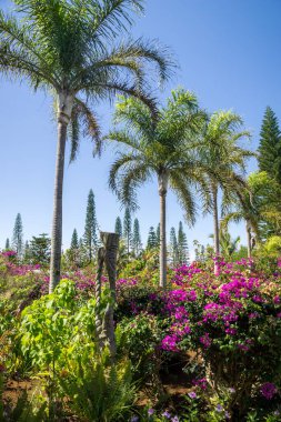 Palmiye ormanındaki totem. Pines-New Caledonia tropikal adasının yemyeşil bitkileri