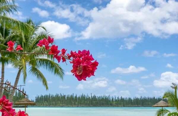Ostrov Tropického Ráje Růžovými Květy Bougainvillea Ostrůvek Borovic Nová Kaledonie — Stock fotografie