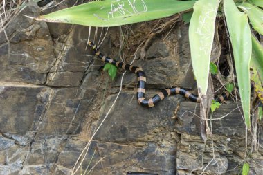 black and yellow banded sea snake from New Caledonia on a rock with some green leaves one leaf is scratched